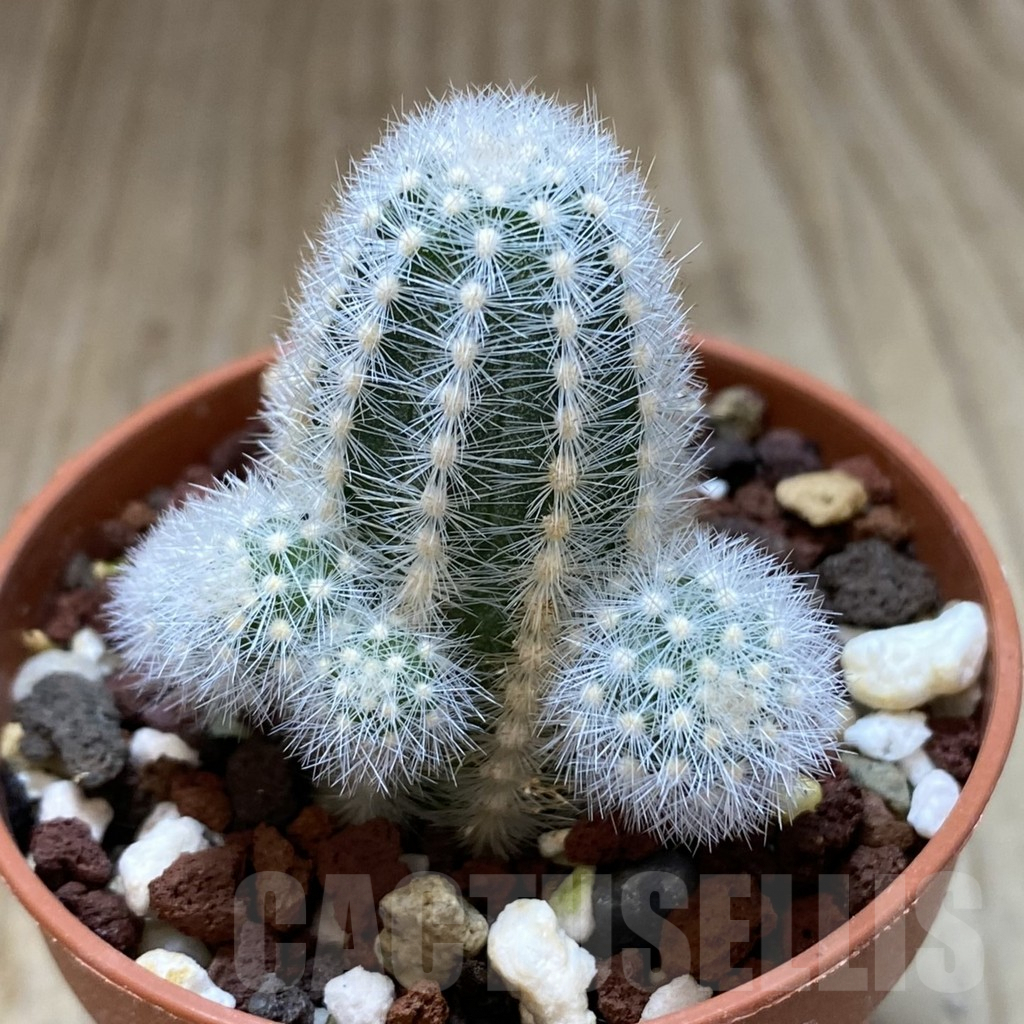 SHPR38758 Pygmaeocereus rowleyanus - Зображення 2