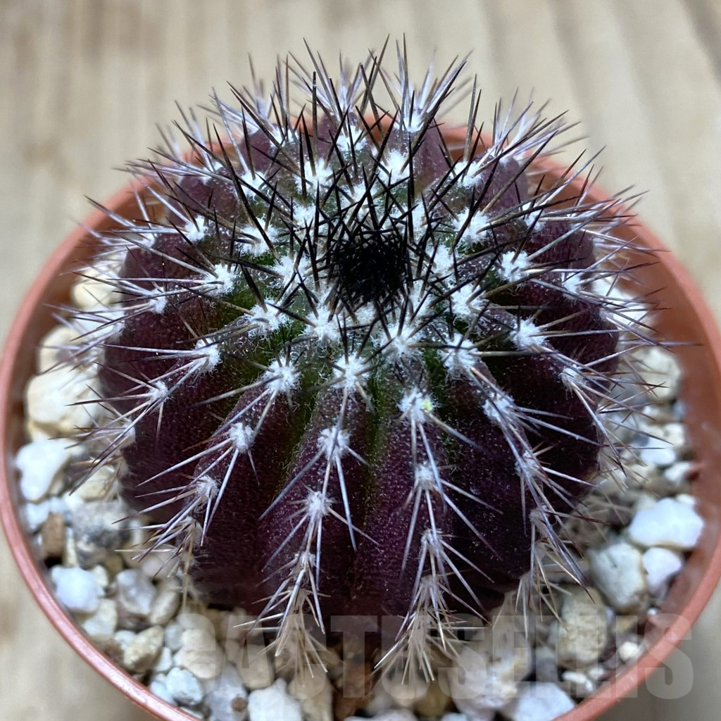 SHPR38761 Uebelmannia pectinifera, own roots