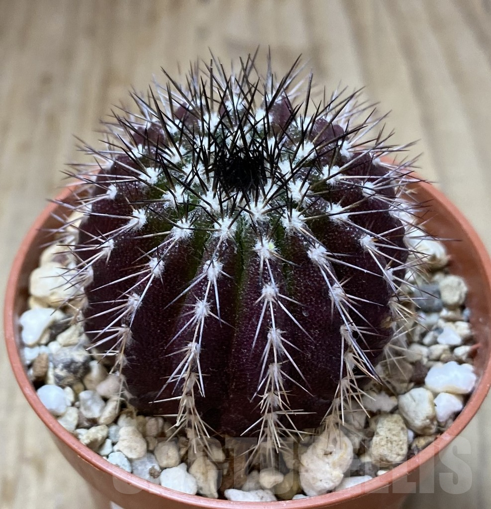 SHPR38761 Uebelmannia pectinifera, own roots - Зображення 2