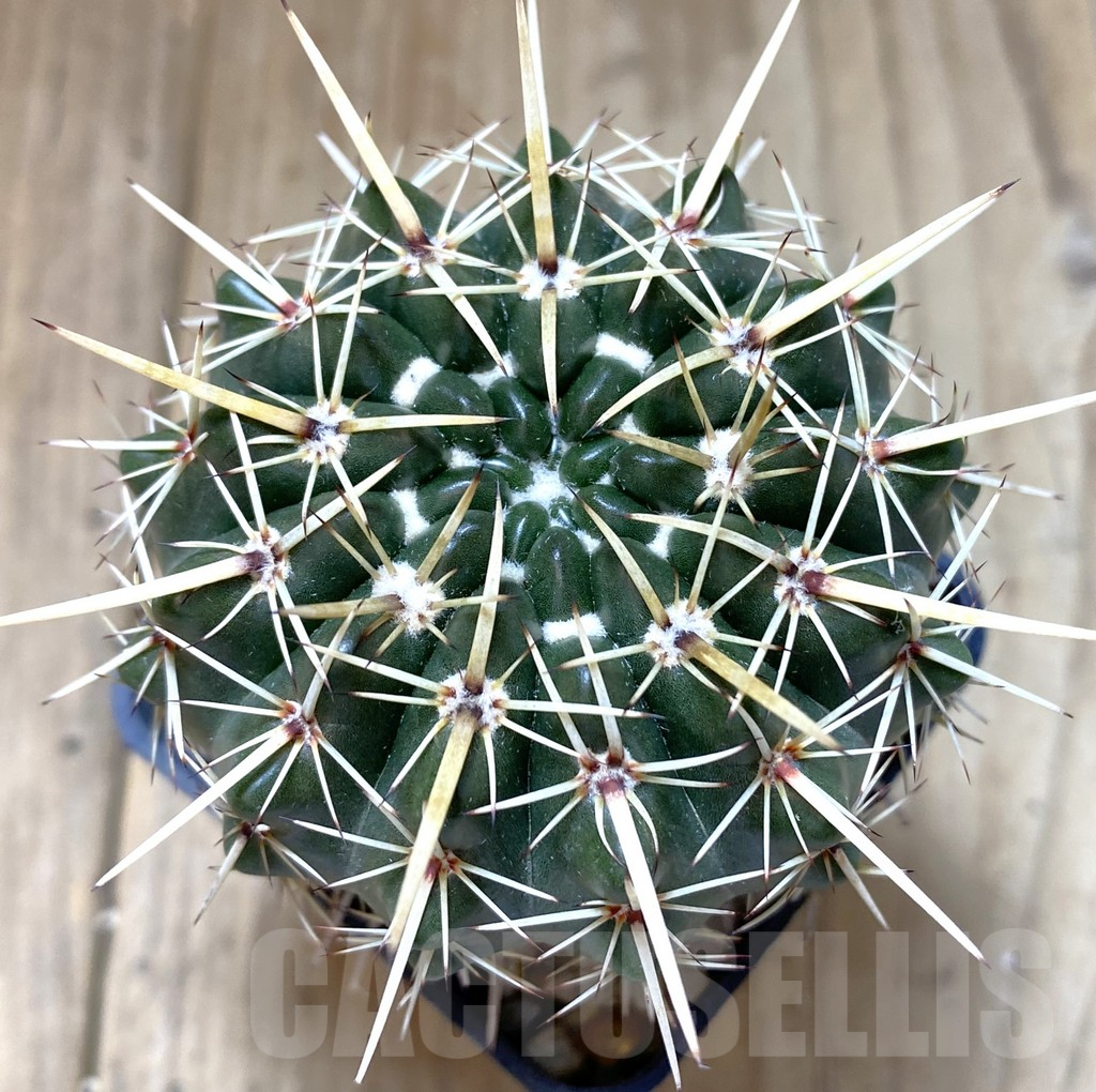 SHPR38767 Notocactus turecekianus