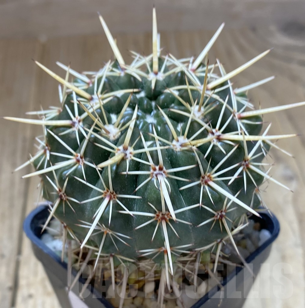 SHPR38767 Notocactus turecekianus - Зображення 2