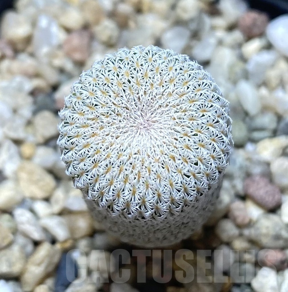 SHPR38711 Epithelantha micromeris CB-011488