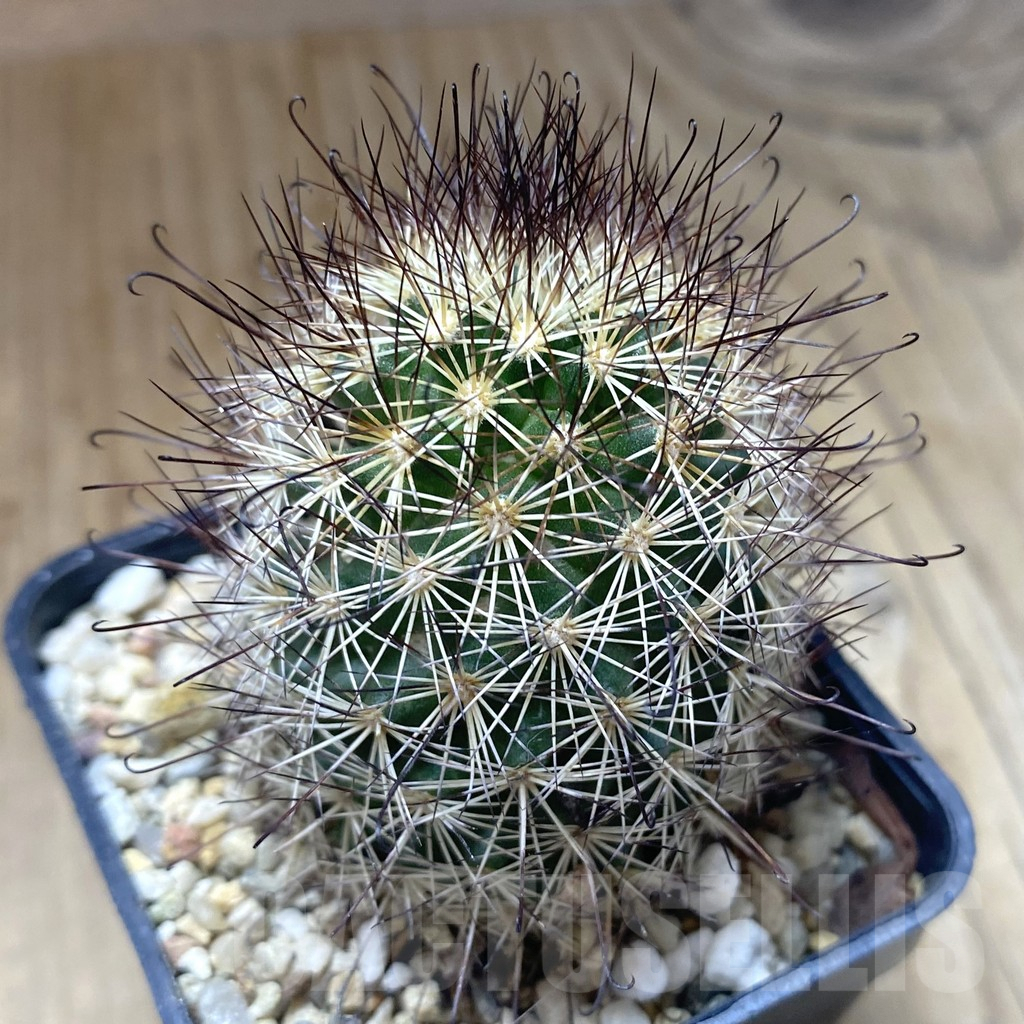 SHPR38714 Mammillaria blossfeldiana form. 7135 - Image 2