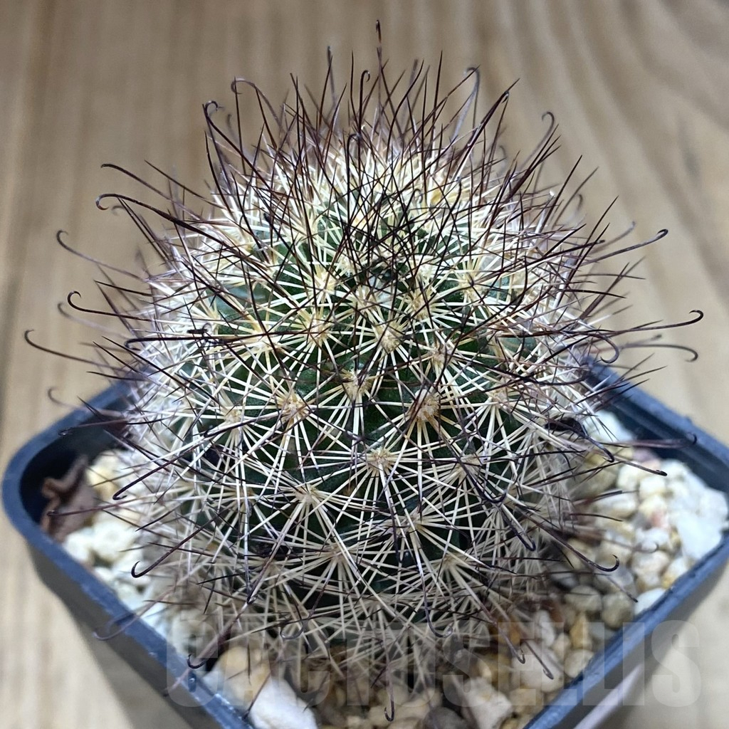 SHPR38714 Mammillaria blossfeldiana form. 7135
