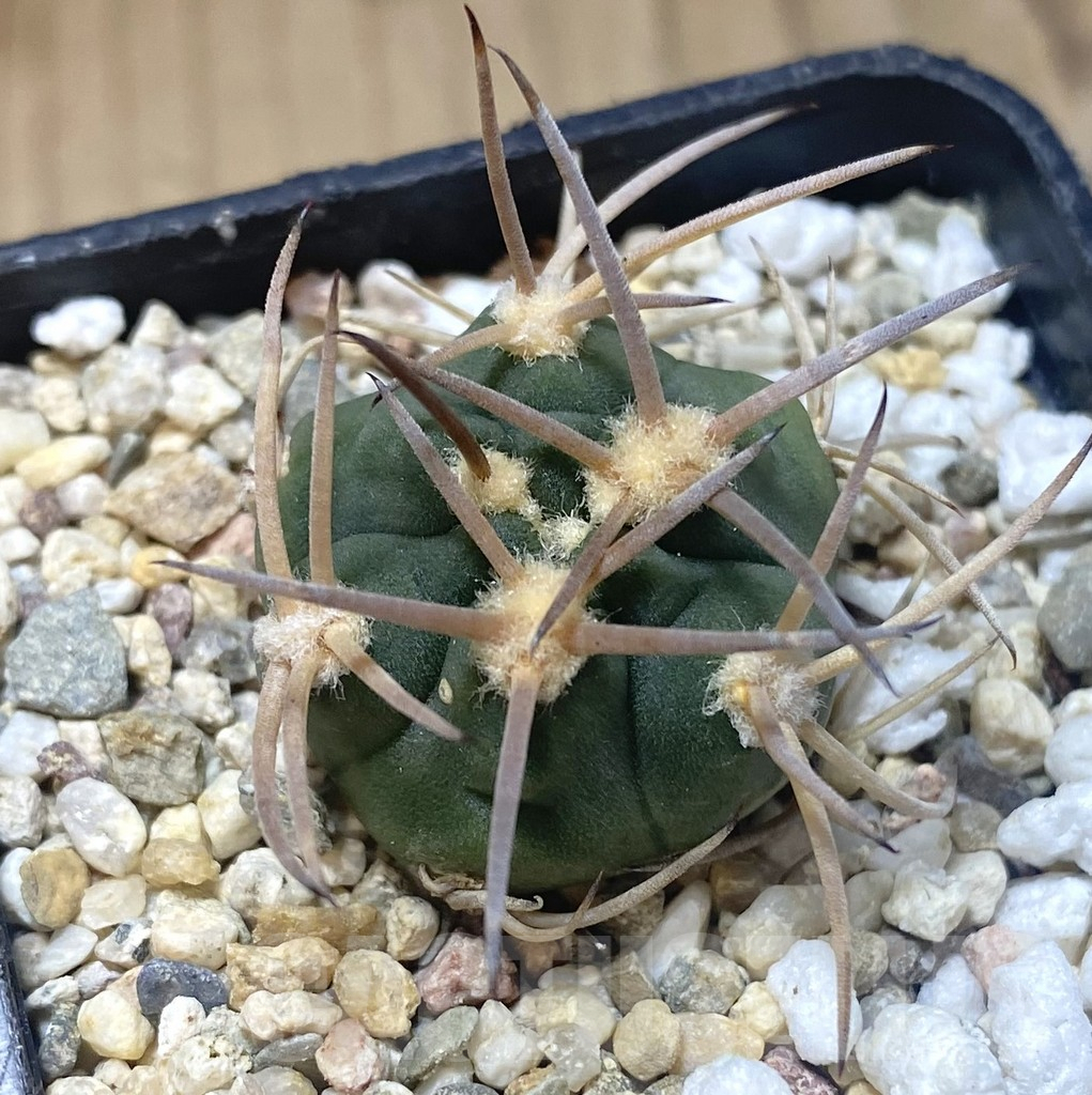 SHPR38716 Gymnocalycium pugionacanthum