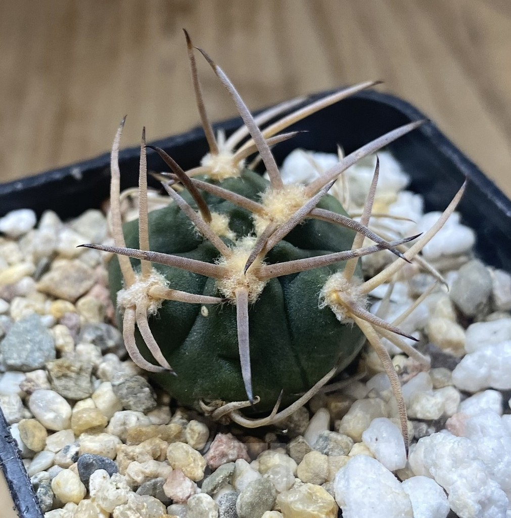 SHPR38716 Gymnocalycium pugionacanthum – Bild 2