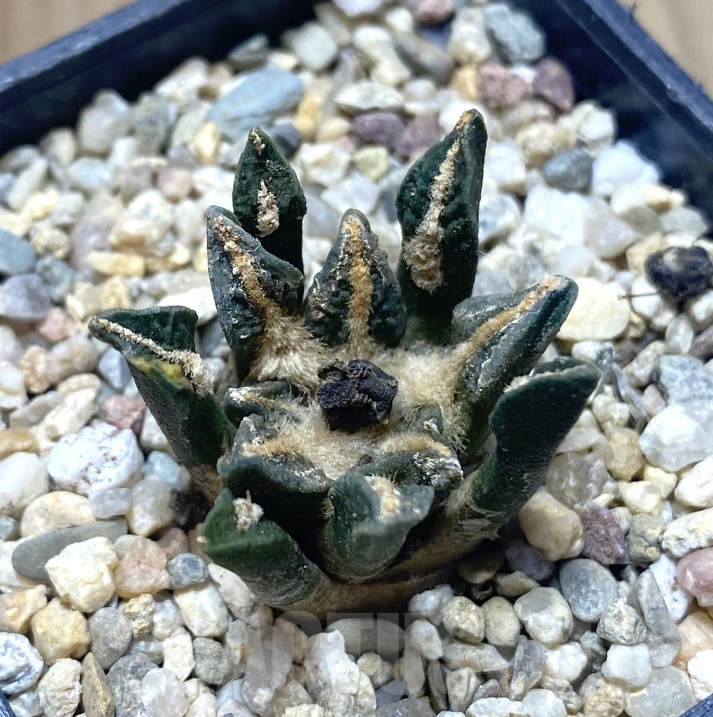 SHPR38718 Ariocarpus kotschoubeyanus v. elephantidens