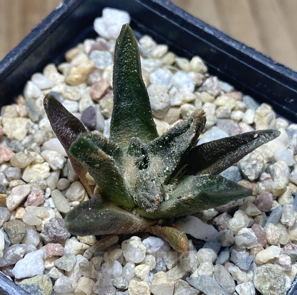 SHPR38719 Ariocarpus scapharostrus