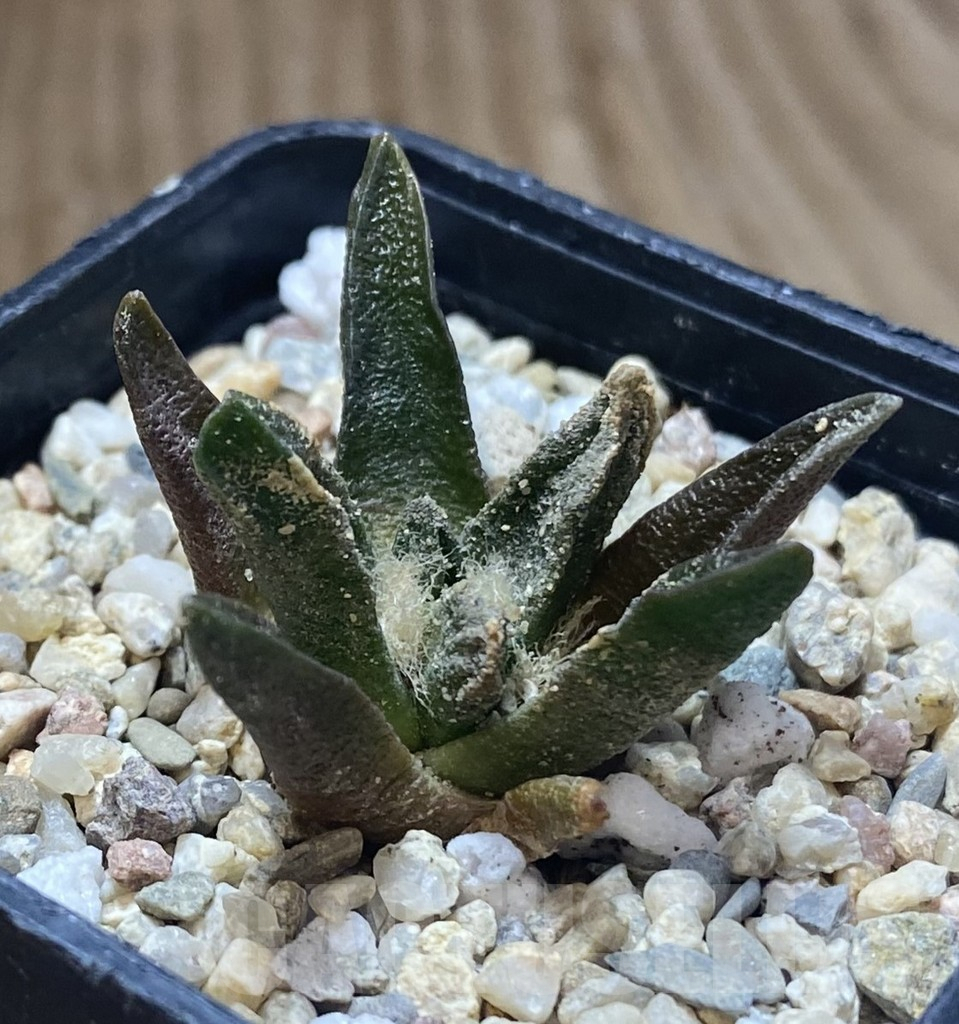 SHPR38719 Ariocarpus scapharostrus - Image 2