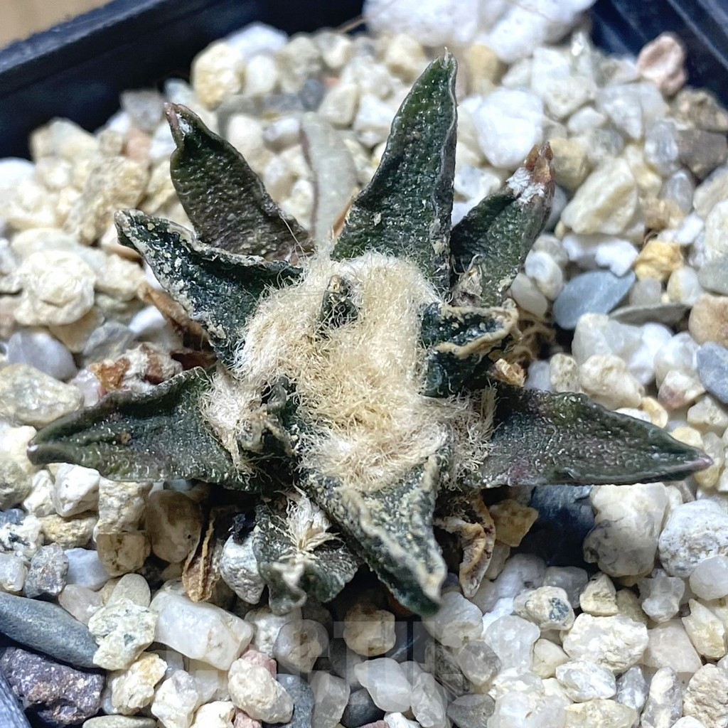 SHPR38720 Ariocarpus scapharostrus