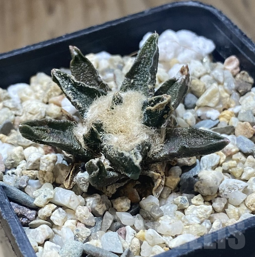 SHPR38720 Ariocarpus scapharostrus - Image 2