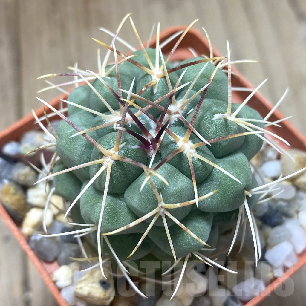 SHPR38739 Thelocactus hexaedrophorus ssp. jarmilae MK 9.18