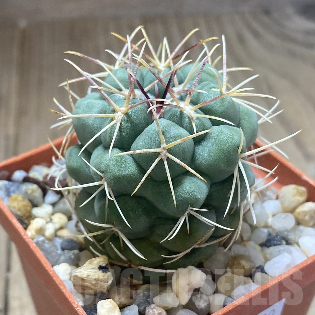 SHPR38739 Thelocactus hexaedrophorus ssp. jarmilae MK 9.18 - Image 2