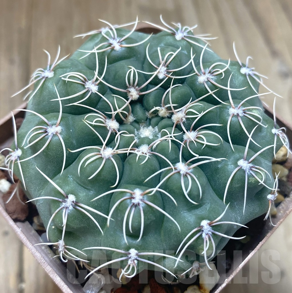 SHPR38741 Gymnocalycium campestre KLA 24A, old 10 years