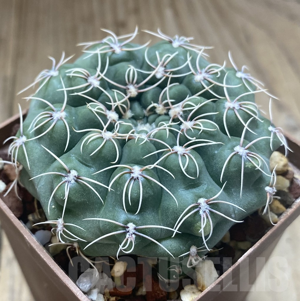 SHPR38741 Gymnocalycium campestre KLA 24A, old 10 years - Image 2