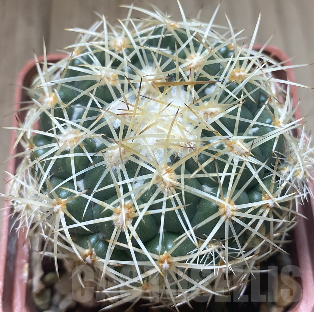 SHPR38742 Coryphantha pseudoradians F047, old 10 years