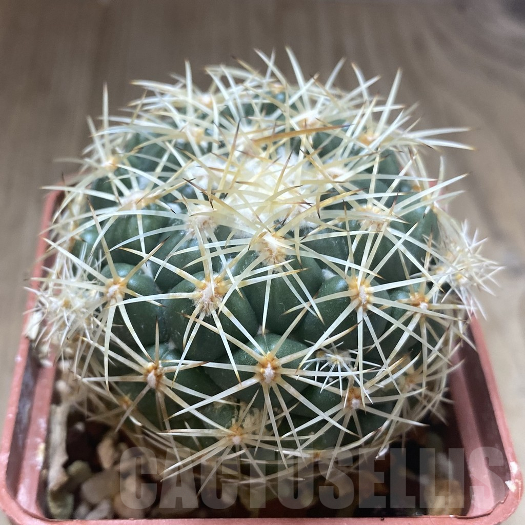 SHPR38742 Coryphantha pseudoradians F047, old 10 years - Image 2