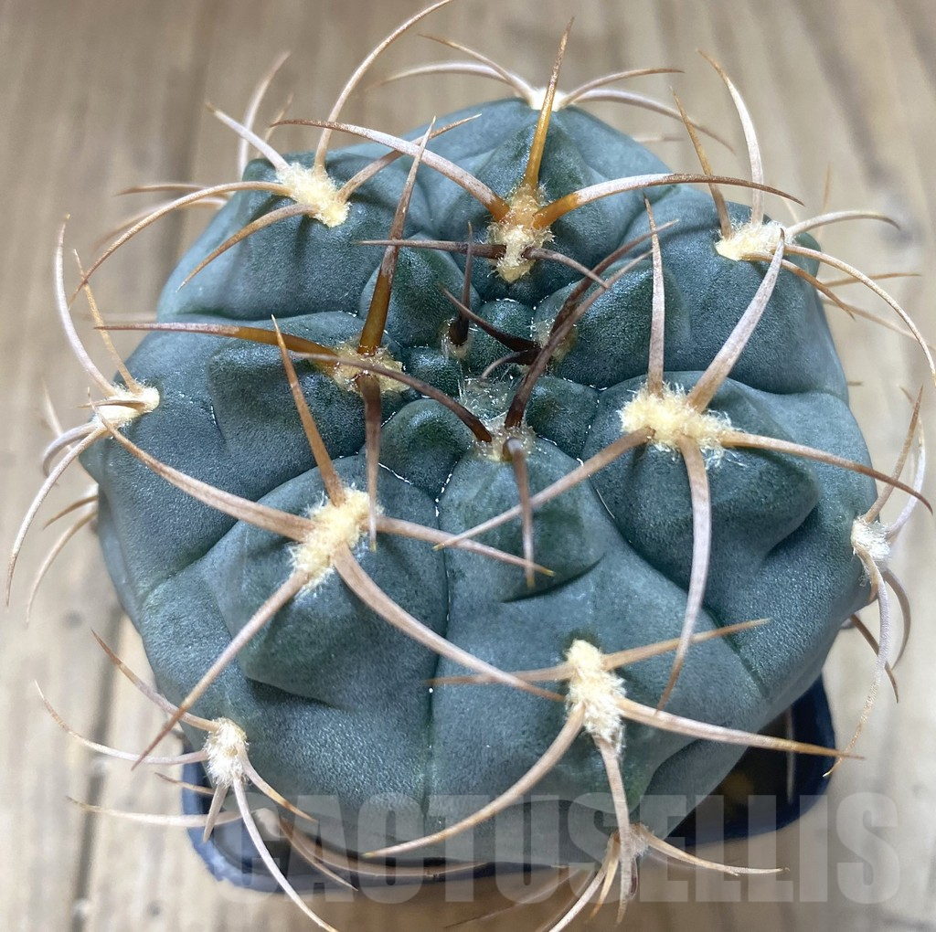 SHPR38743 Gymnocalycium tillianum