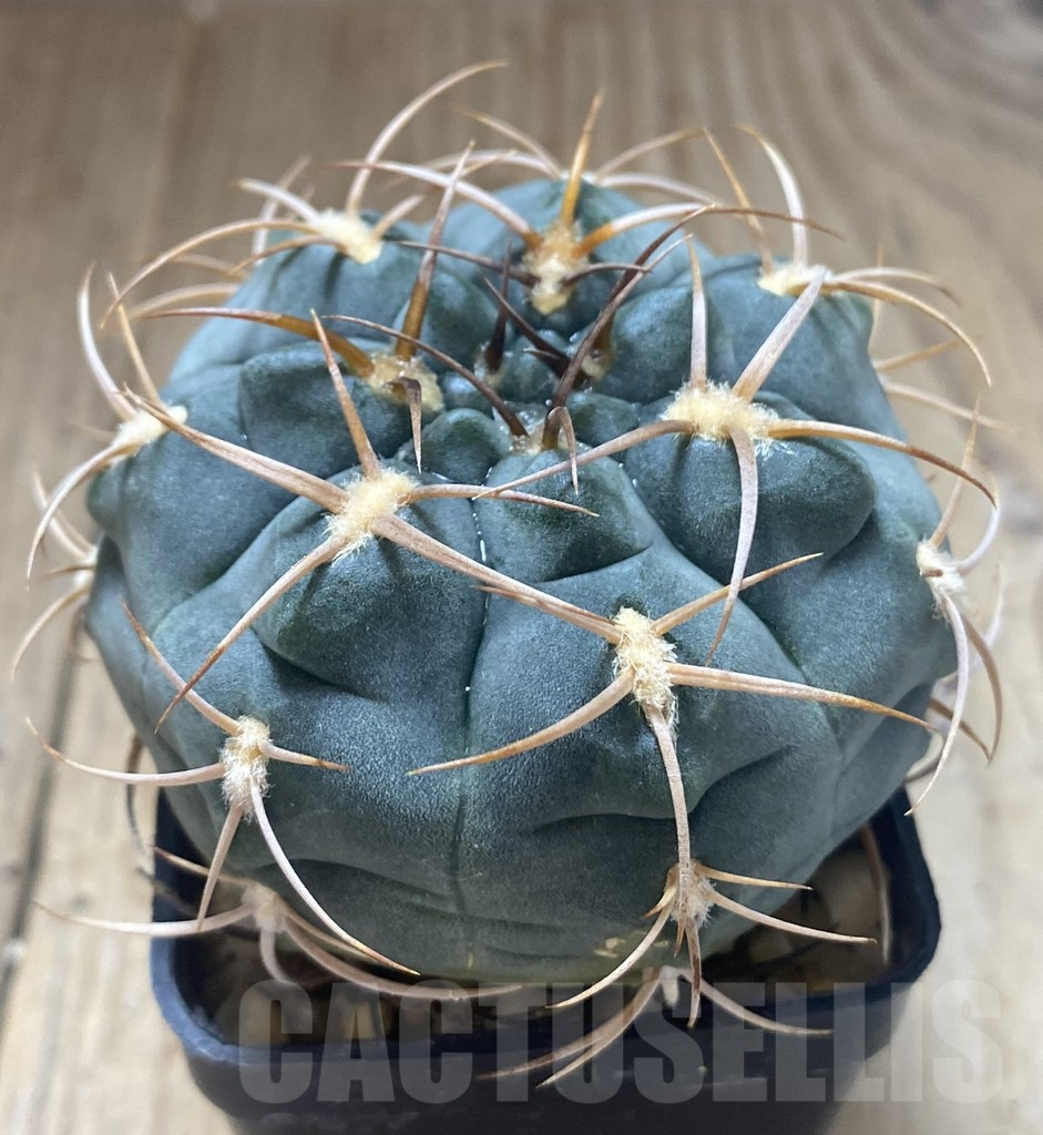 SHPR38743 Gymnocalycium tillianum - Image 2
