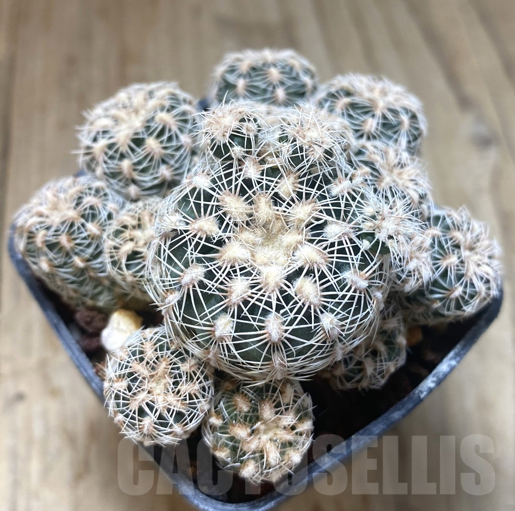 SHPR38744 Gymnocalycium bruchii HgR 05-124
