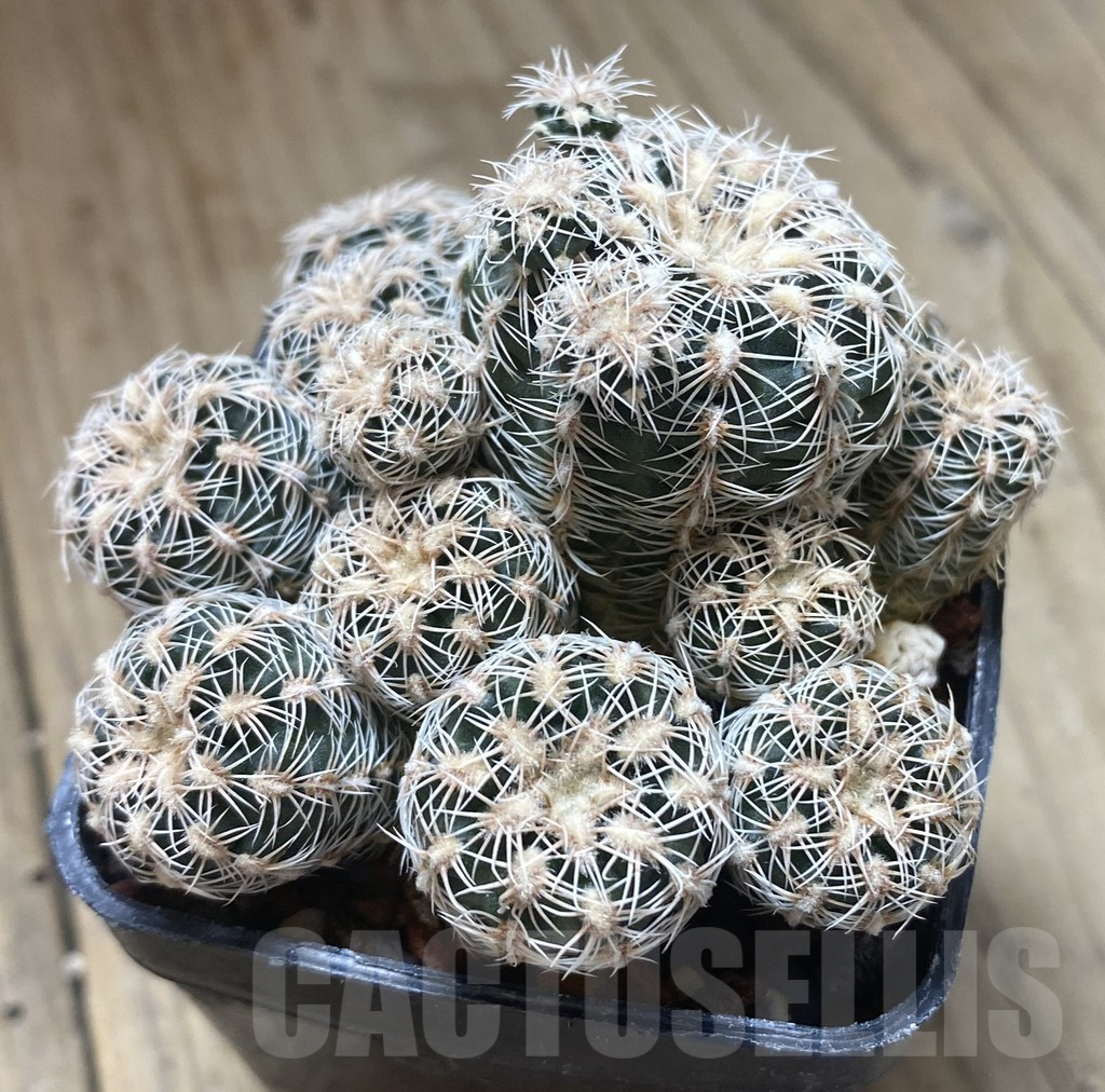 SHPR38744 Gymnocalycium bruchii HgR 05-124 - Image 2