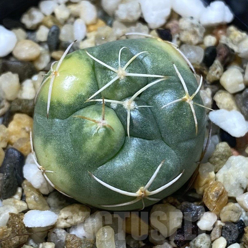 SHPR38745 Coryphantha elephantidens f. variegata