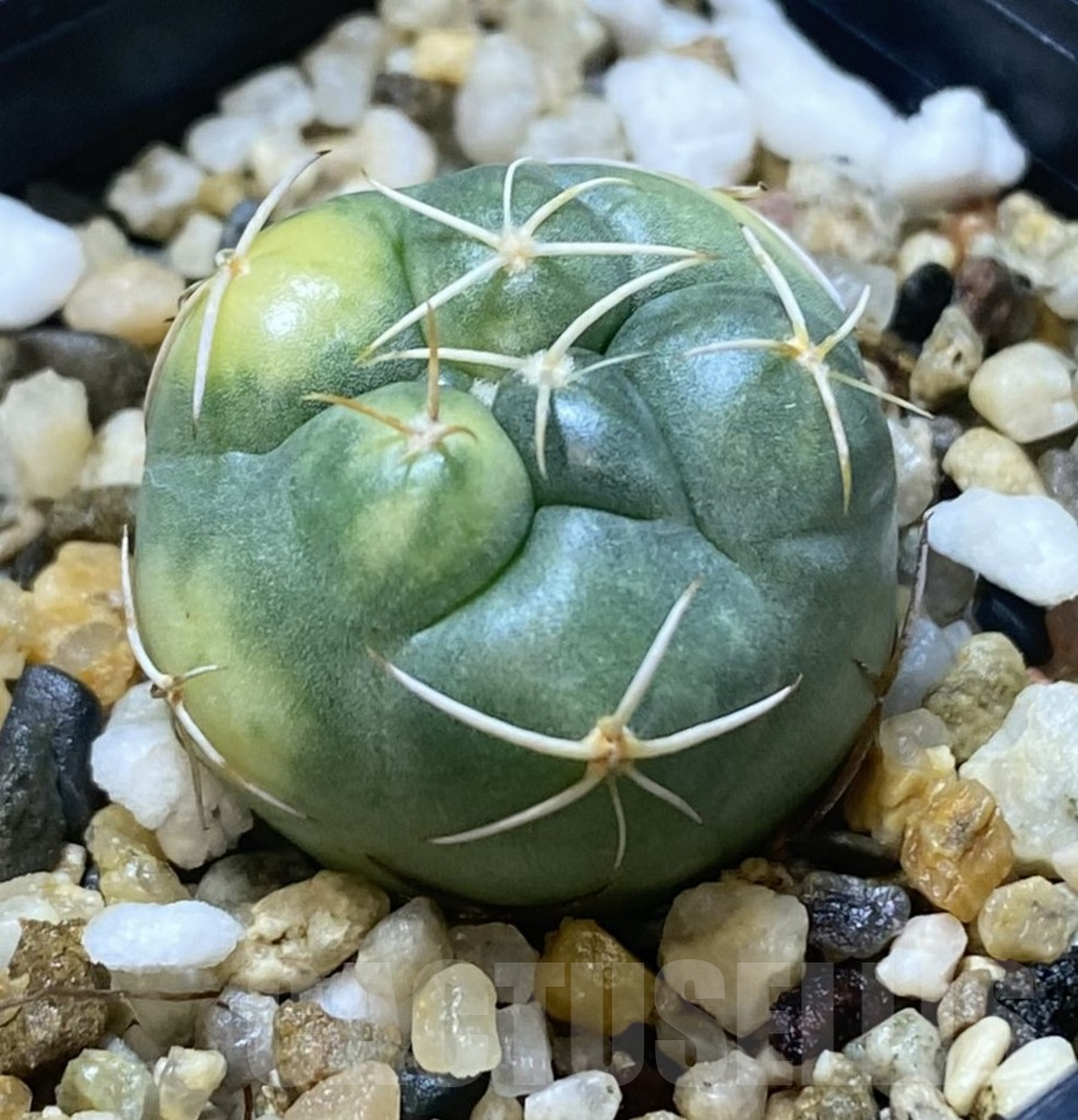 SHPR38745 Coryphantha elephantidens f. variegata - Image 2