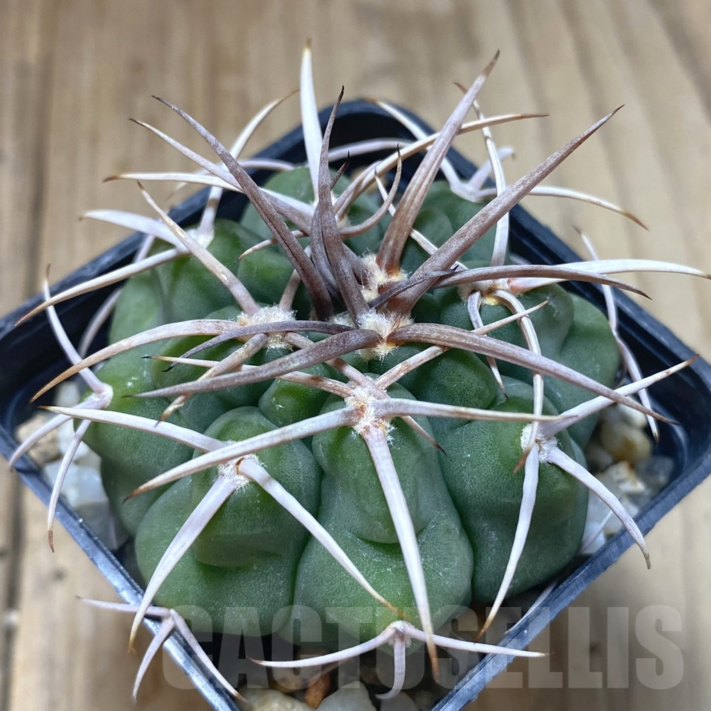 SHPR38746 Gymnocalycium hybopleurum v. ferocior