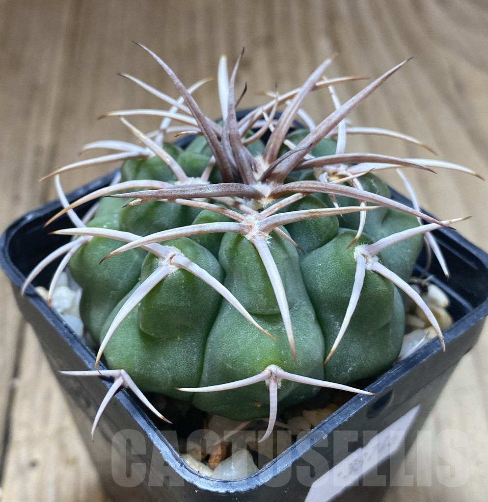 SHPR38746 Gymnocalycium hybopleurum v. ferocior - immagine 2