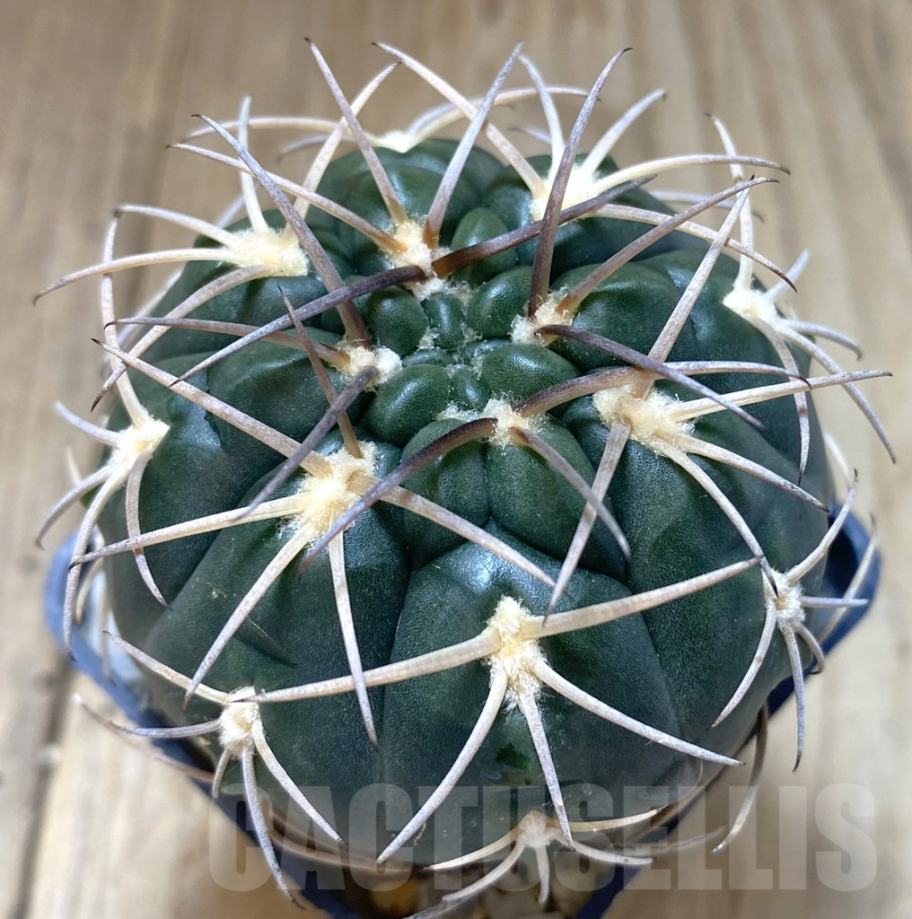 SHPR38748 Gymnocalycium schmidianum sp., short hard