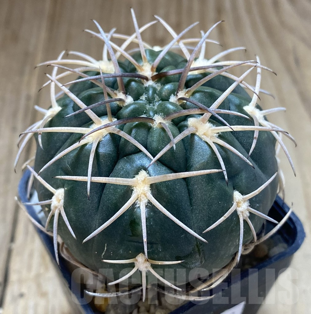 SHPR38748 Gymnocalycium schmidianum sp., short hard - Image 2