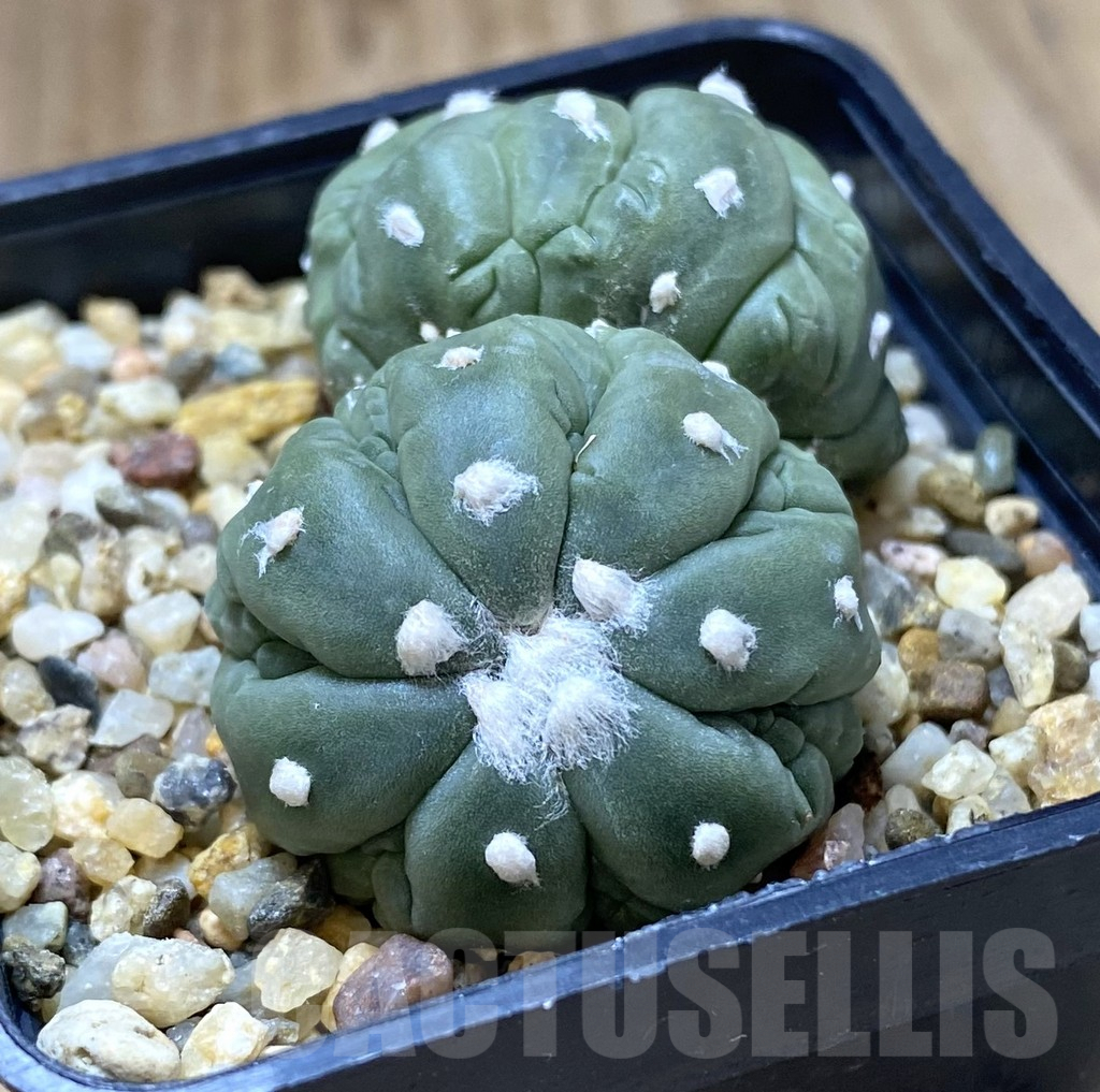 SHPR38752 Astrophytum asterias ‘Kikko Lizard Skin’