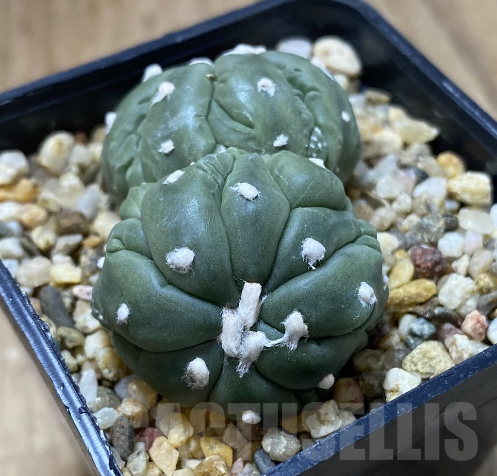 SHPR38752 Astrophytum asterias ‘Kikko Lizard Skin’ - Image 3