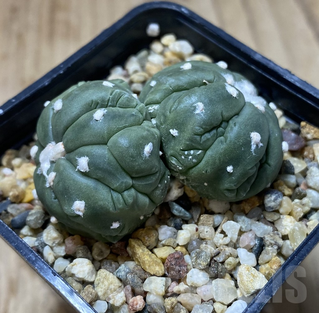 SHPR38752 Astrophytum asterias ‘Kikko Lizard Skin’ - Image 2