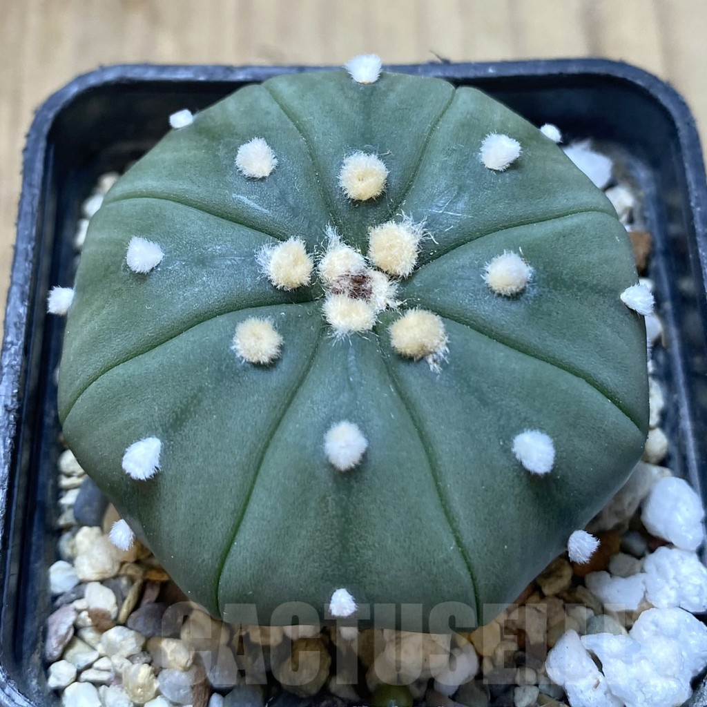 SHPR38754 Astrophytum asterias ‘Akabana’?