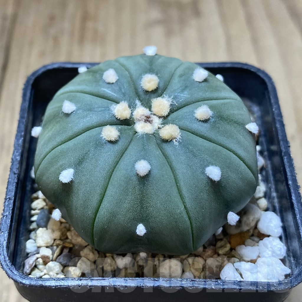 SHPR38754 Astrophytum asterias ‘Akabana’? - Image 2