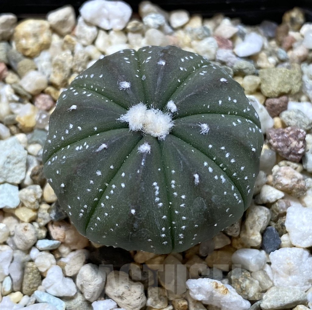 SHPR38755 Astrophytum asterias ‘Akabana’