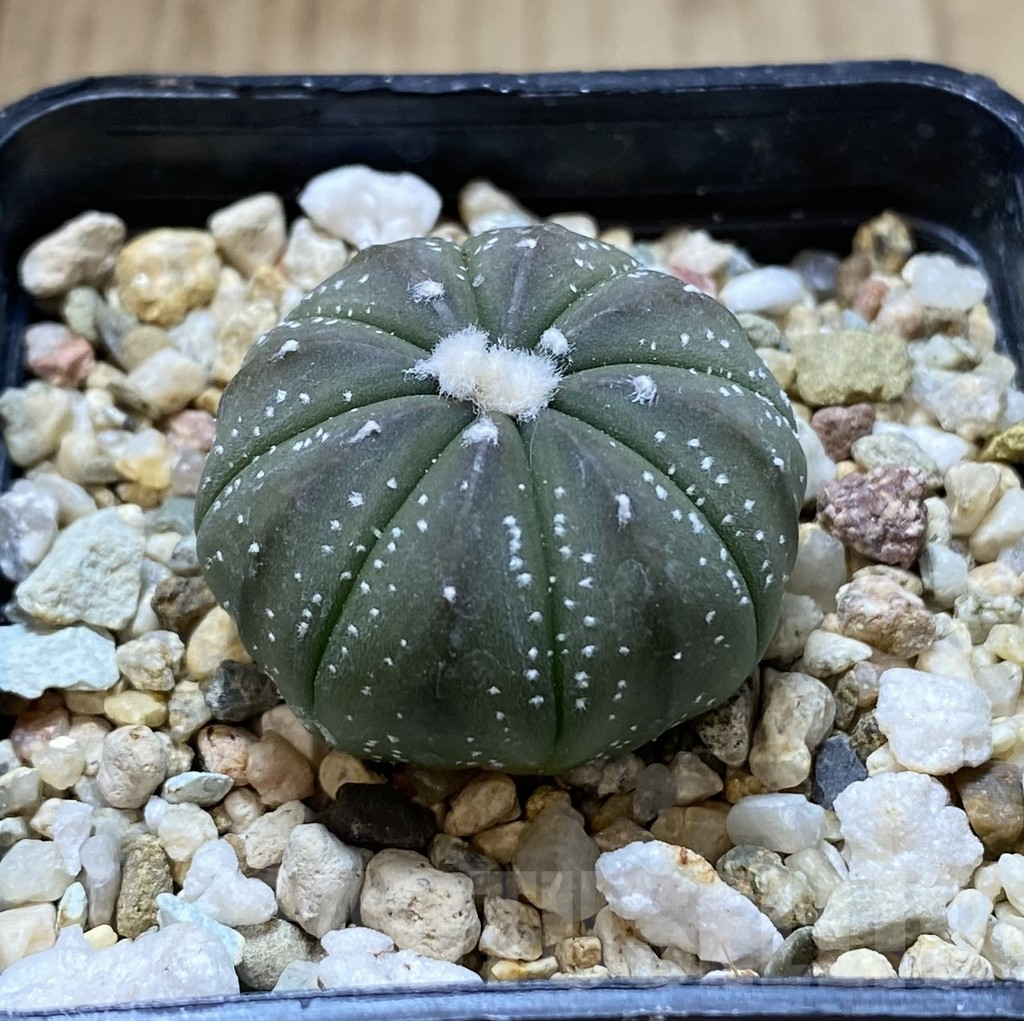 SHPR38755 Astrophytum asterias ‘Akabana’ - Image 2