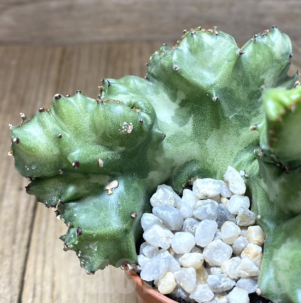 SHPR38808 Euphorbia lactea f. cristata