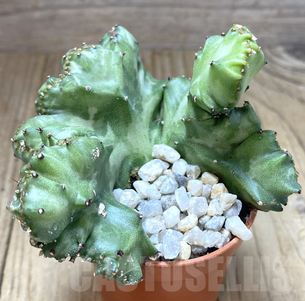 SHPR38808 Euphorbia lactea f. cristata – Image 2