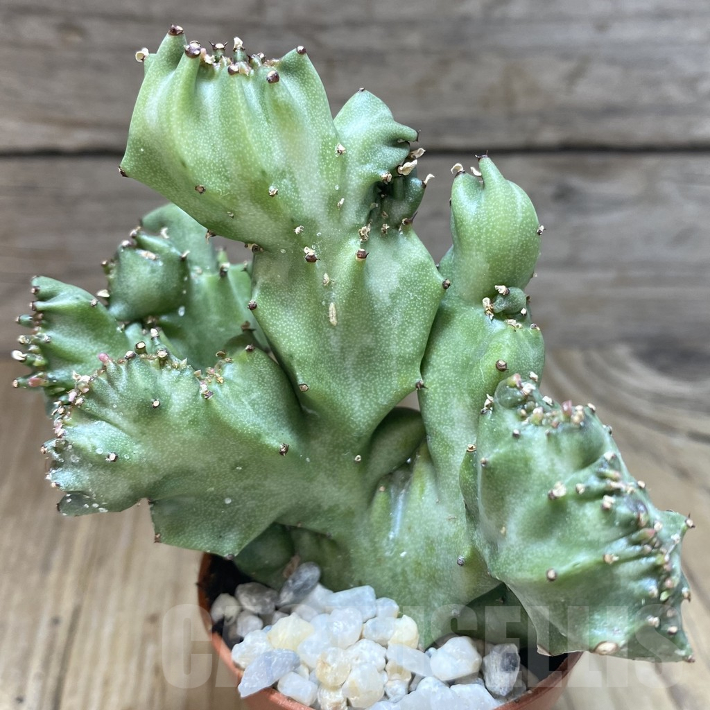 SHPR38809 Euphorbia lactea f. cristata