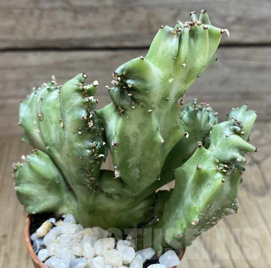 SHPR38809 Euphorbia lactea f. cristata - Image 2