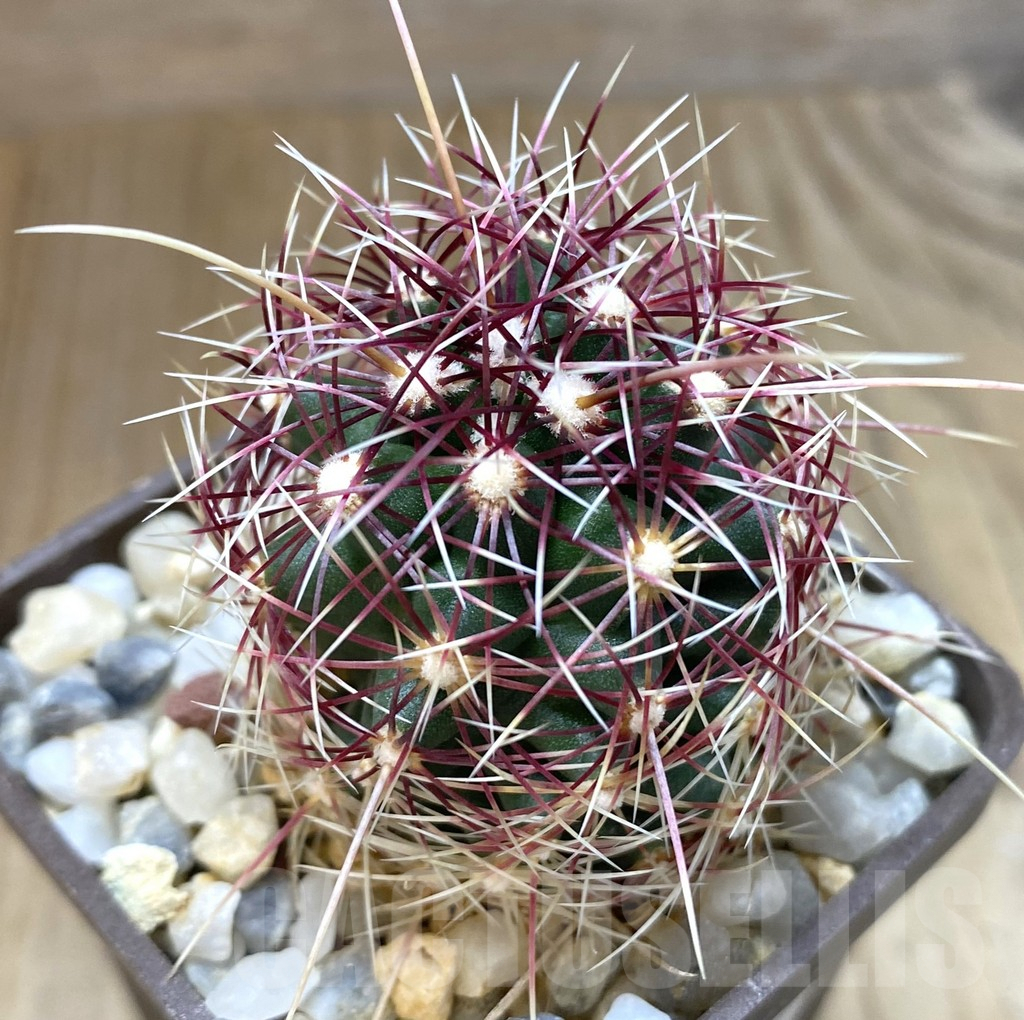 SHPR38894 Thelocactus bicolor v. flavidispinus, Texas