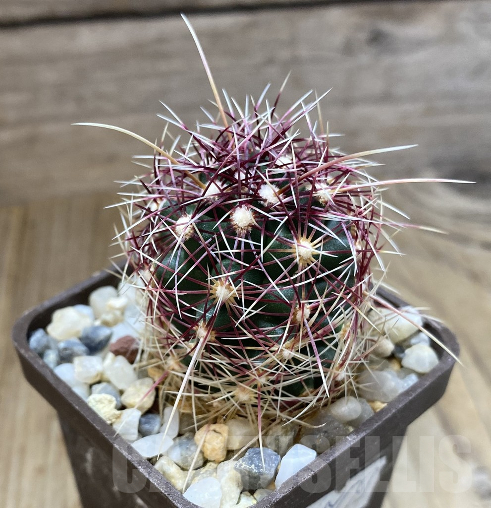 SHPR38894 Thelocactus bicolor v. flavidispinus, Texas – Image 2