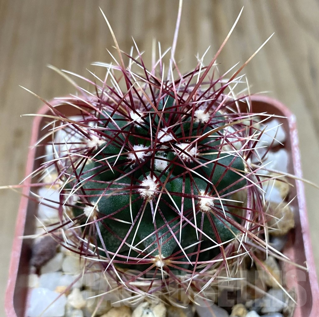 SHPR38895 Thelocactus bicolor v. flavidispinus, Texas