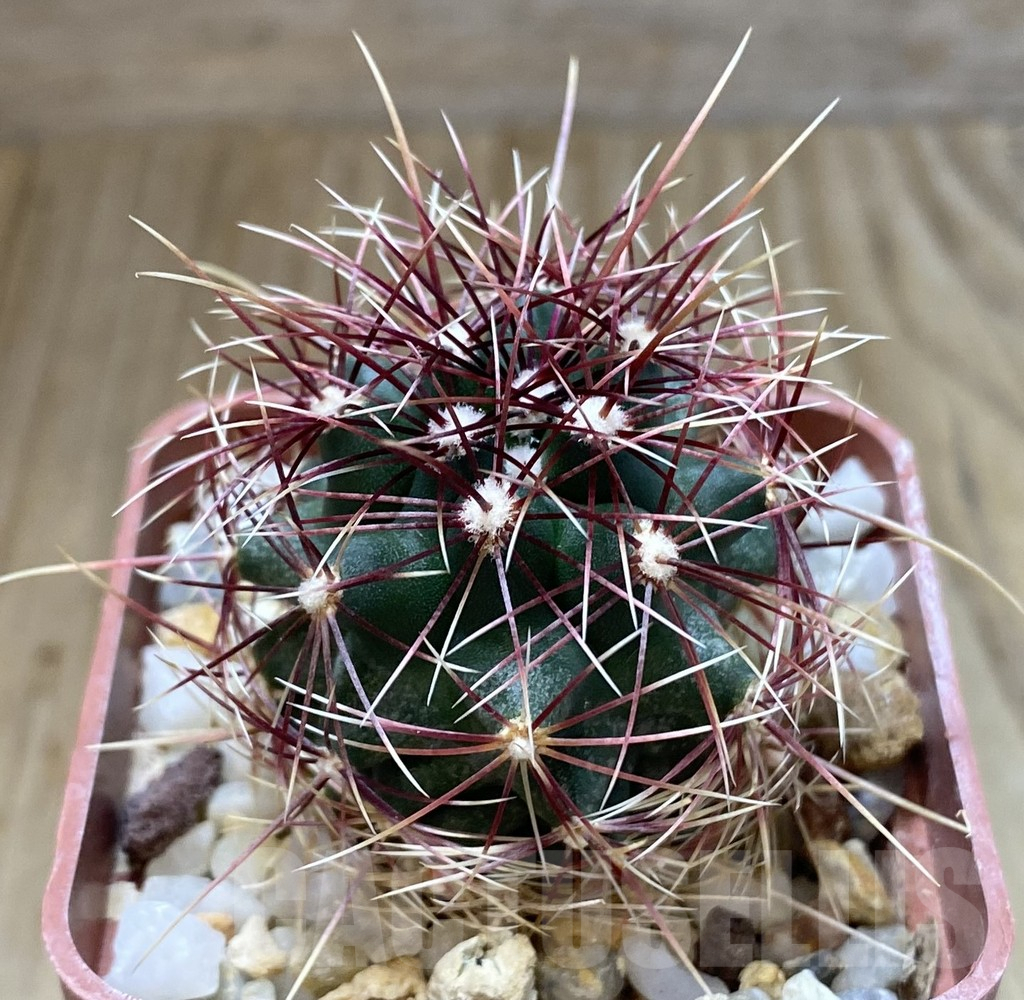 SHPR38895 Thelocactus bicolor v. flavidispinus, Texas - 画像 (2)