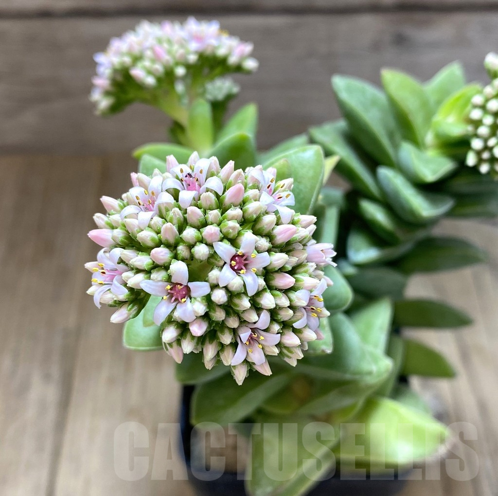 SHPR38864 Crassula 'Springtime'