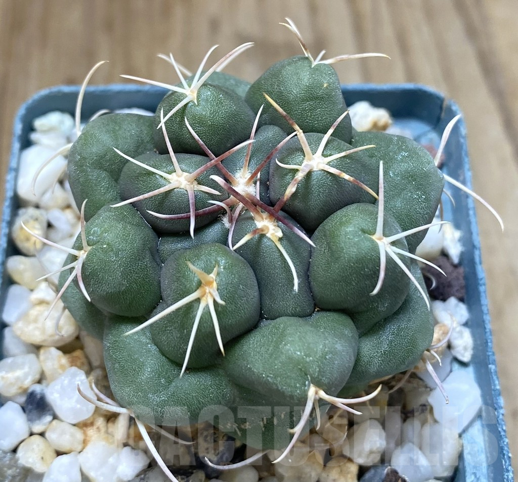 SHPR38897 Thelocactus hexaedrophorus ssp. jarmilae MK 9.18