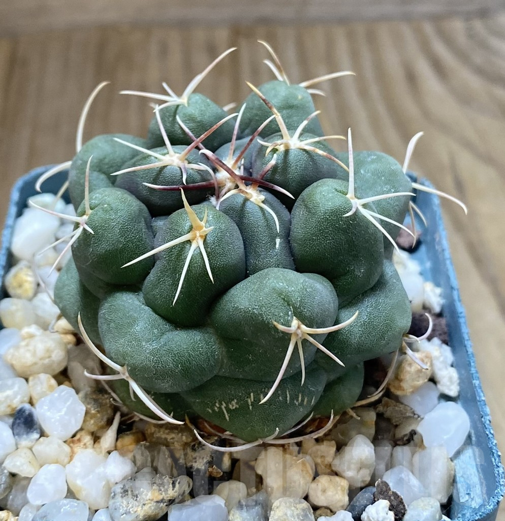 SHPR38897 Thelocactus hexaedrophorus ssp. jarmilae MK 9.18 - Obrázek 2