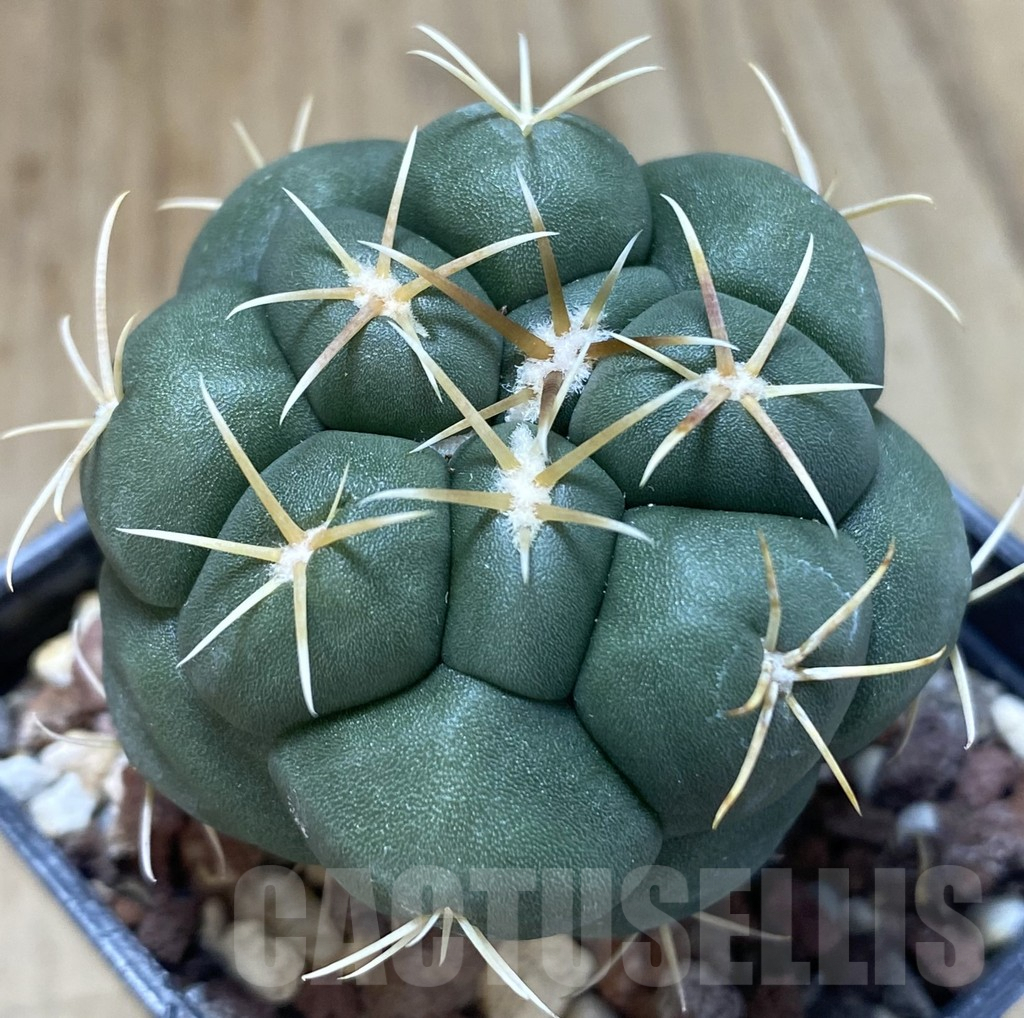 SHPR38898 Thelocactus lloydii v. major HK 1608